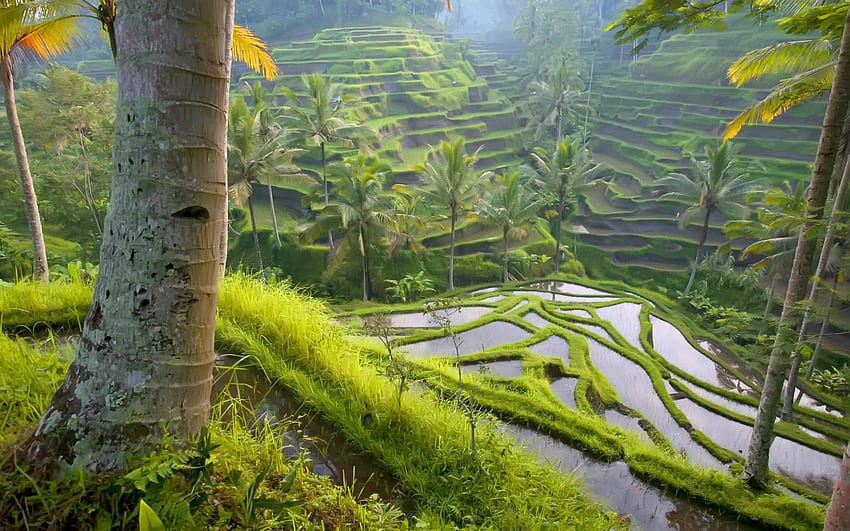 مواردی که قبل از سفر به بالی باید دانست !